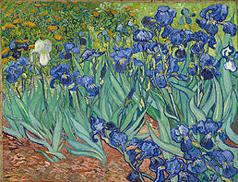 reproductie Irissen van Vincent van Gogh